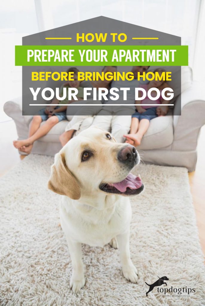 How to Prepare Your Apartment Before Bringing Home Your First Dog