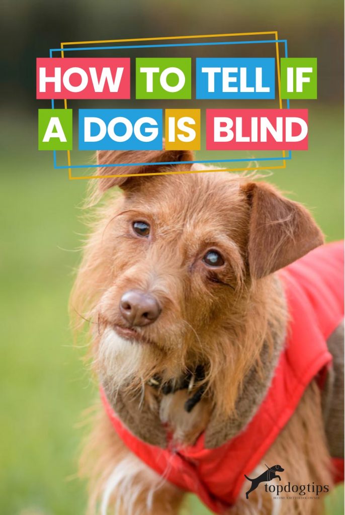 How To Tell If A Dog Is Blind