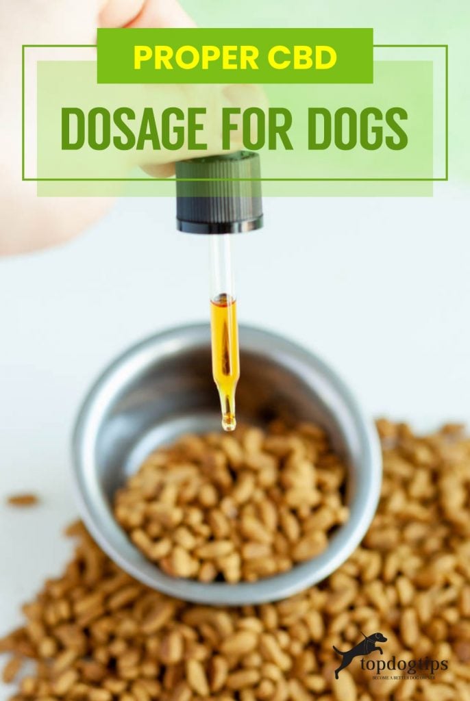 Proper CBD Dosage For Dogs