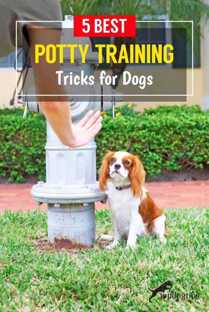 5 Best Potty Training Tricks for Dogs