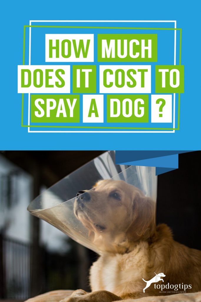 How-Much-Does-It-Cost-to-Spay-a-Dog 