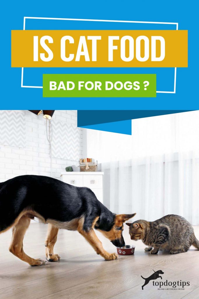 Is Cat Food Bad For Dogs