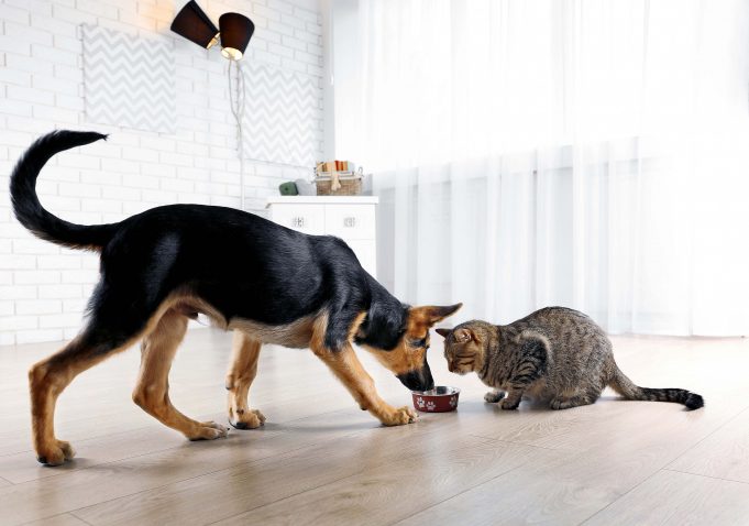 Is Cat Food Bad For Dogs?