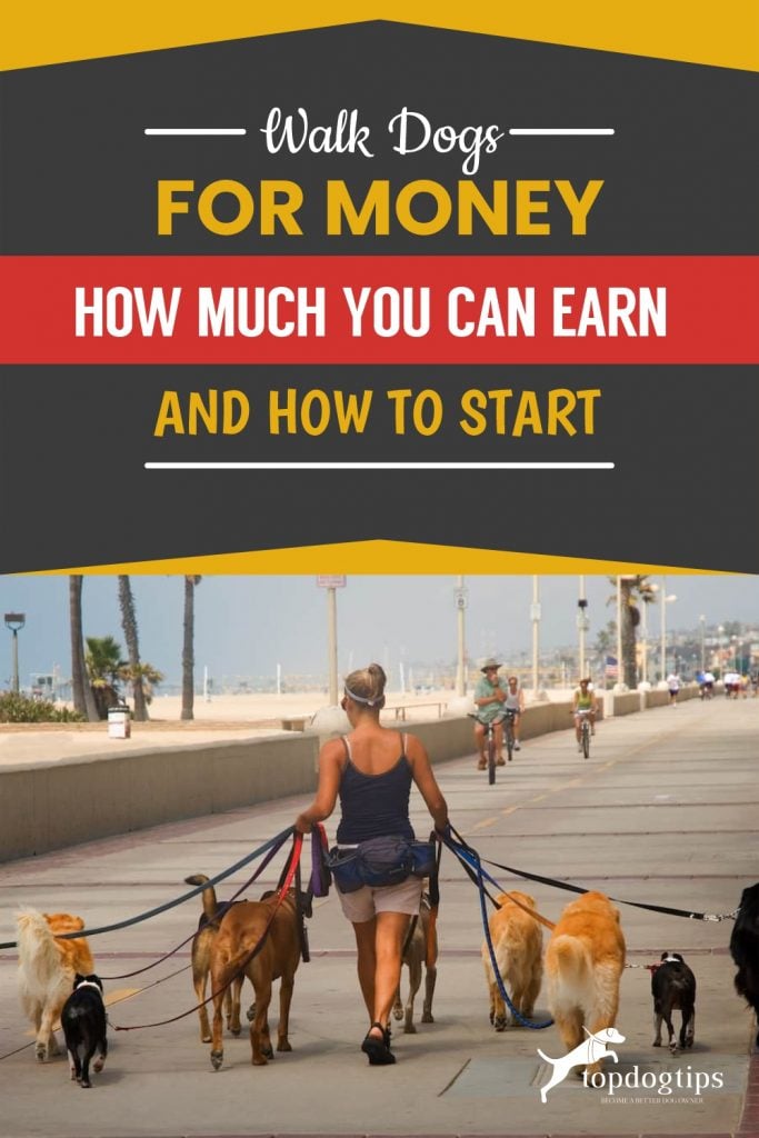 Walk Dogs for Money How Much You Can Earn and How to Start