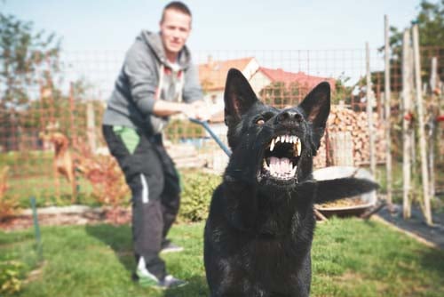 aggressive dog attacking