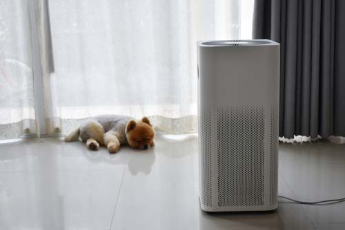 air purifier with dog