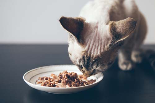 cat eating fish filet