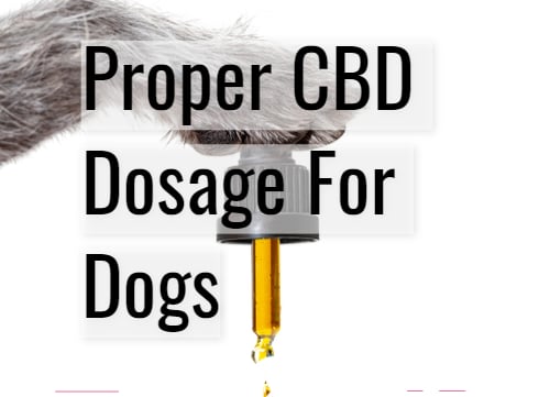 cbd dosage for dogs