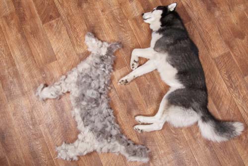 dog laying next to dog hair