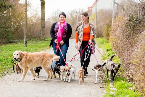 dog walker in park