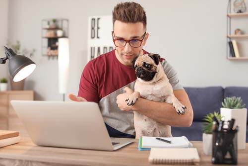 dog walker on laptop