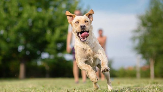 5 Tips to Get Your Dog in Better Physical Shape featured image