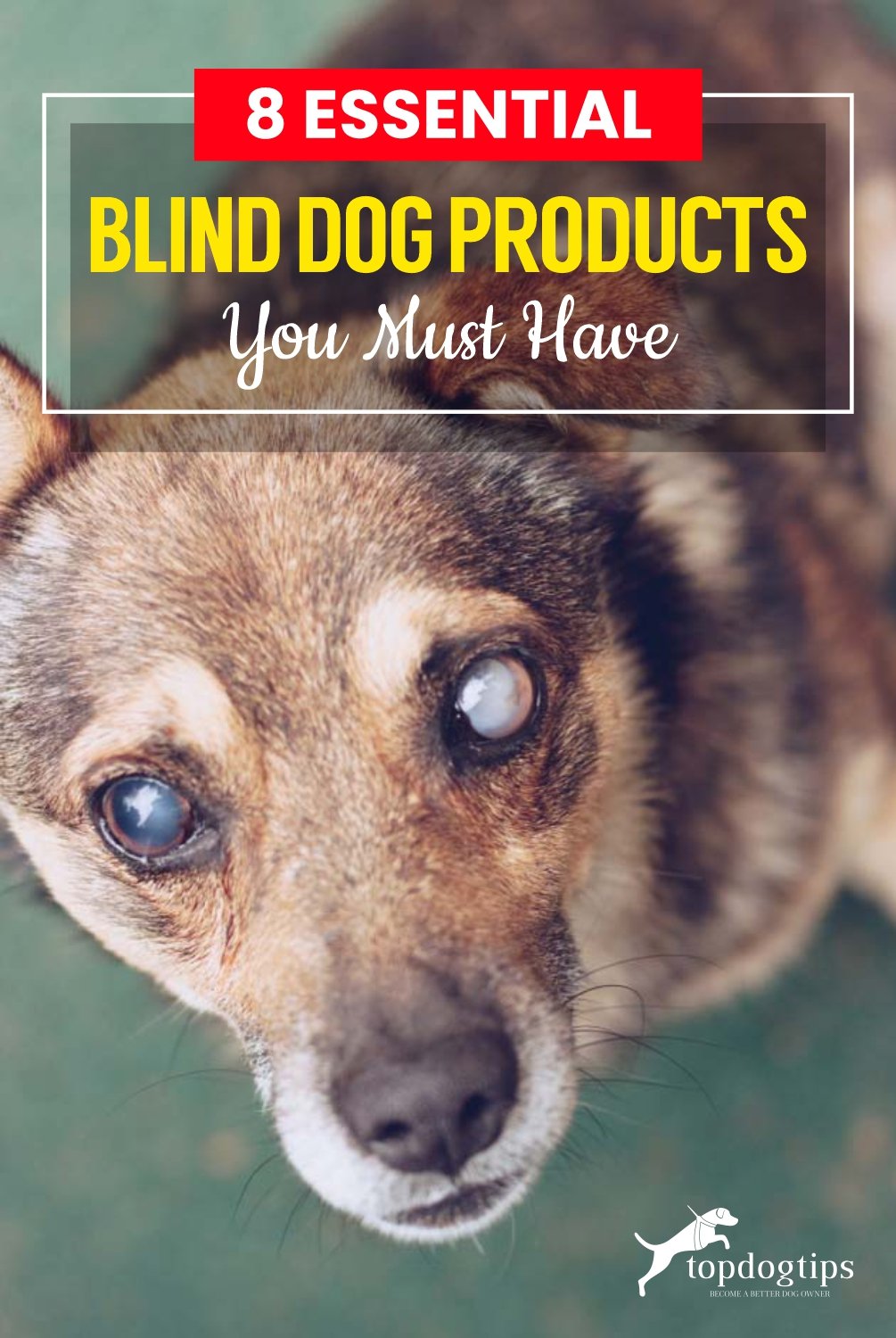 8 Essential Blind Dog Products You Must Have