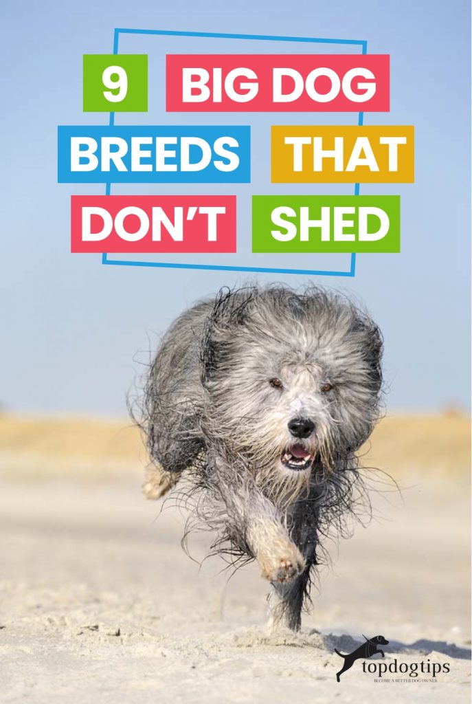 9 Big Dog Breeds That Don't Shed