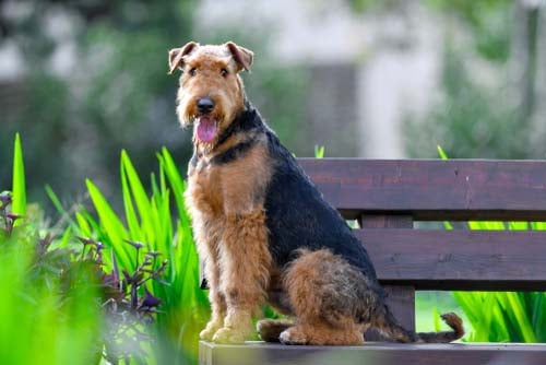 Airdale terrier breed