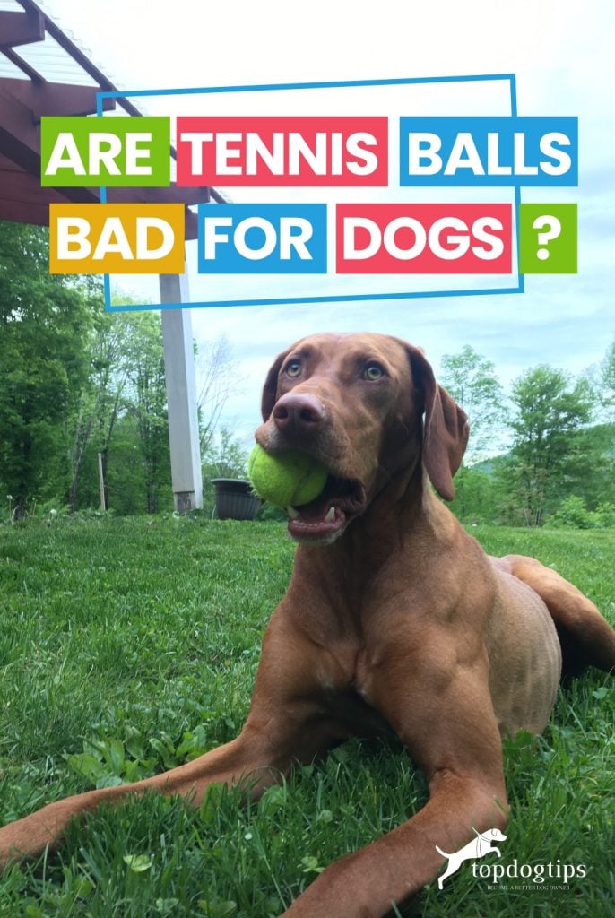 Tennis Balls Bad for Dogs