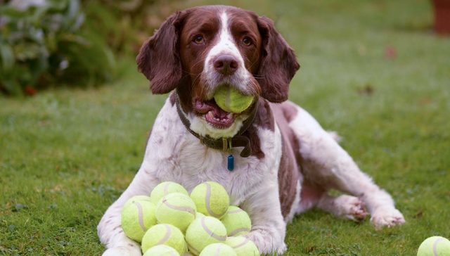 Are Tennis Balls Bad for Dogs? featured image