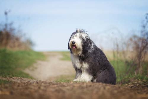 Bearded Collie dog breed