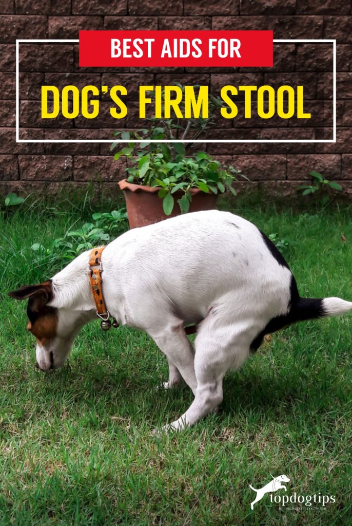 Best Aids For Dog-s Firm Stool