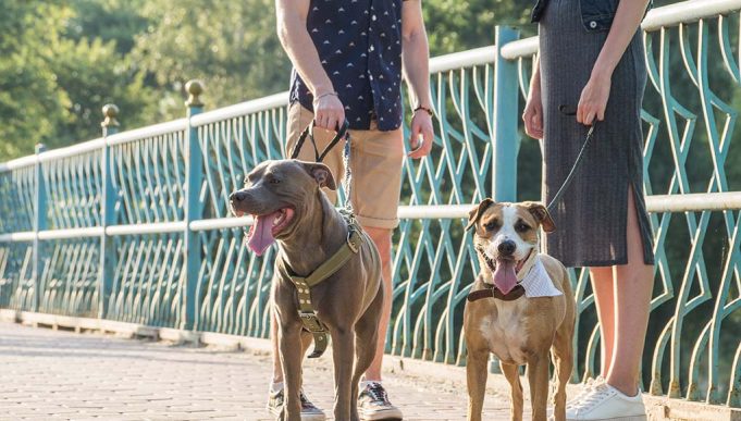 Best Places Single Dog-Owners to Meet a Better Half