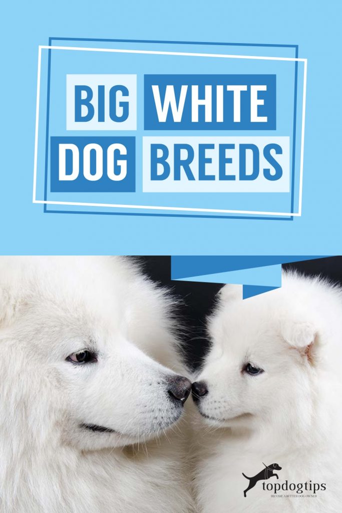 Big-White-Dog-Breeds 