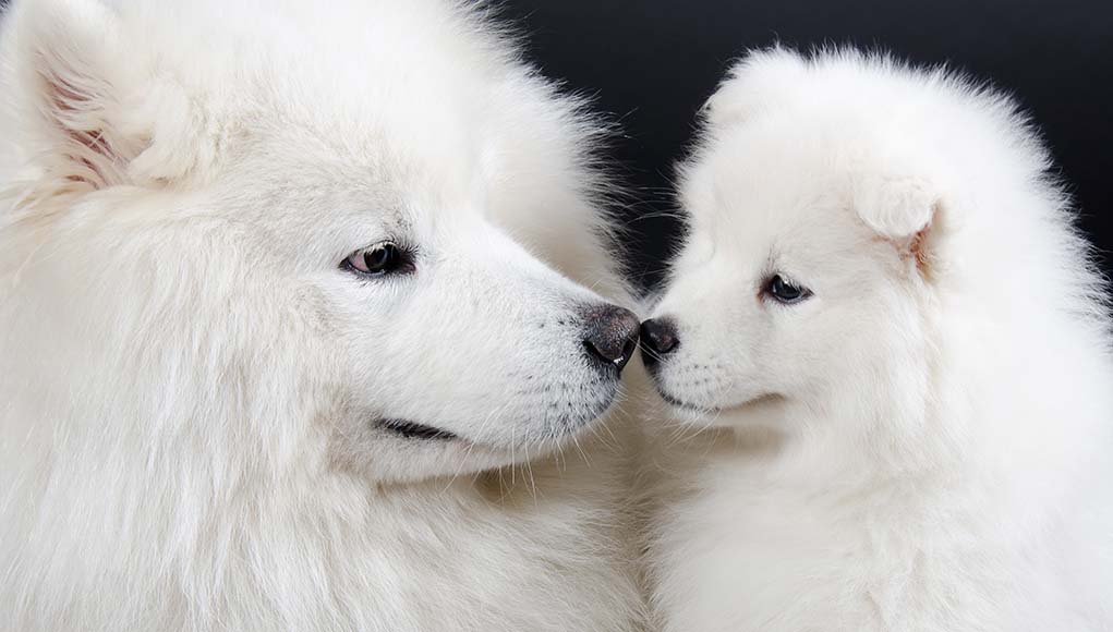 Big White Dog Breeds