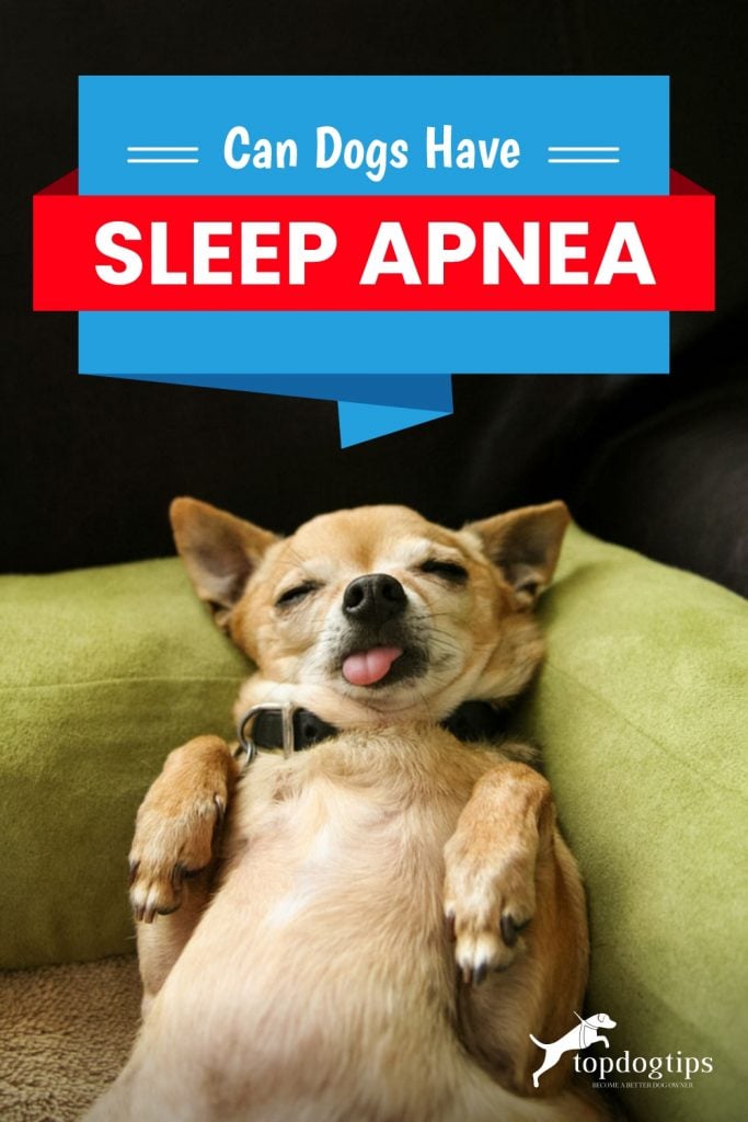 Can Dogs Have Sleep Apnea