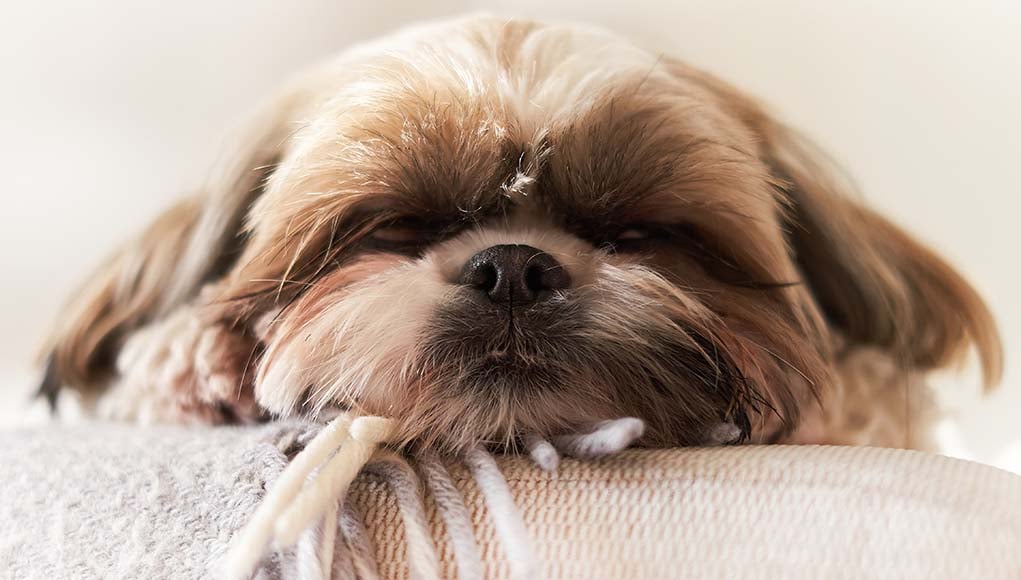 Can Dogs Have Sleep Apnea and What to Do About It? featured image