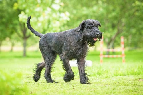 Giant Schnauzer dog breed