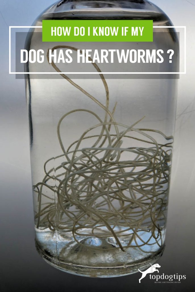 How Do I Know If My Dog Has Heartworms-