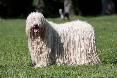 Komondor dog breed