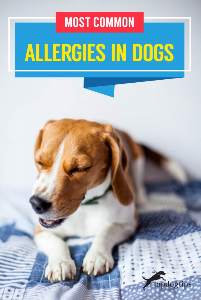 Most Common Allergies In Dogs