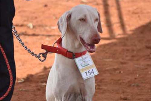 Rajapalayam dog breed