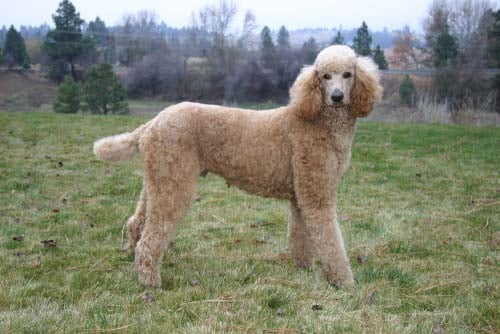 Standard Poodle dog breed