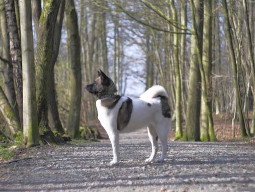 akita dog breed