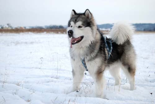 alaskan malamute