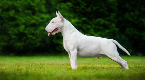 bull terrier dog breed