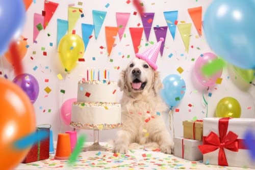 dog birthday party