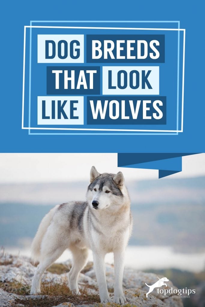 dog-breeds-that-look-like-wolves 