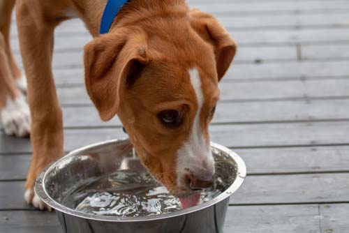 dog drinking out of water bowl