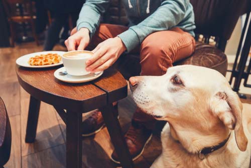 dog friendly cafe