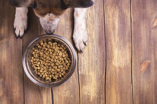 dog looking at dog food