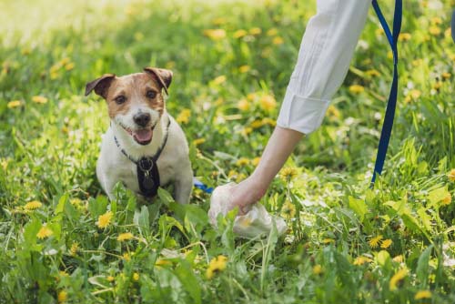 dog owner picking up dog poop