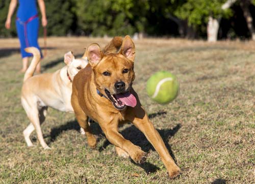 dog playing fetch