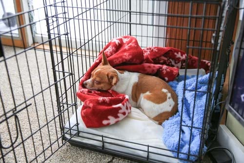 dog sleeping in crate with blanket