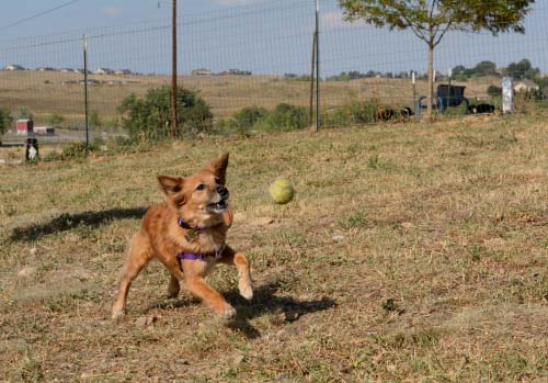 dog with bouncing tennis ball