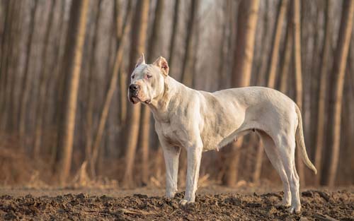 dogo argentino dog breed