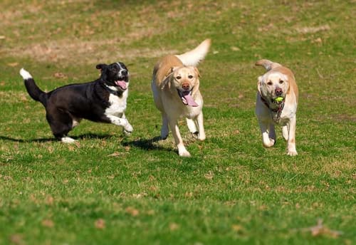 dogs at a dog park