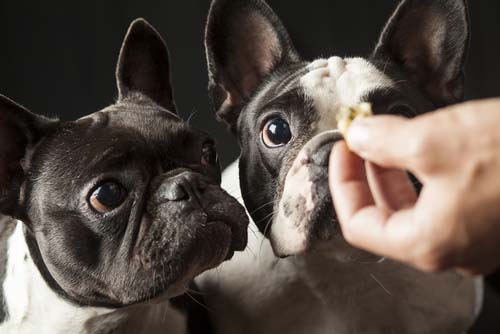 dogs looking at treat