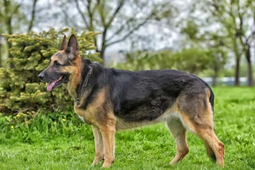 german shepherd dog breed